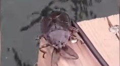 VIDEO: Rybár neveril vlastným očiam. Odrazu mu na lodi robil spoločnosť hrozivo vyzerajúci tvor