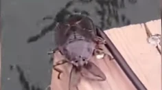 VIDEO: Rybár neveril vlastným očiam. Odrazu mu na lodi robil spoločnosť hrozivo vyzerajúci tvor