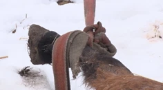 Srdcervúci nález v Tatrách! Beštiálne tu utýrali mladú jazdeckú kobylu