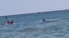 VIDEO: Kúpajúcich v španielskom letovisku šokovala obrovská plutva. Nastali výkriky zdesenia