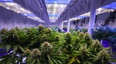 Prvá krajina Európy zlegalizuje pestovanie a užívanie marihuany pre vlastnú spotrebu