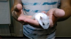 Nová hviezda Telerána. Škrečok tipuje výsledky Svetového pohára