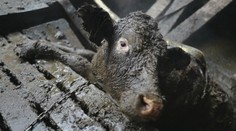 Dramatická záchrana kráv, ktoré sa takmer utopili vo vlastných výkaloch, má dohru