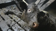 Dramatická záchrana kráv, ktoré sa takmer utopili vo vlastných výkaloch, má dohru