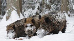 Diviaky obrali albánsky gang o kokaín za tisíce eur. Drogoví díleri sa usvedčili sami