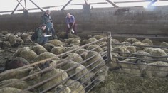 Medvede zabíjali na družstve. Chovateľ oviec také niečo ešte nevidel