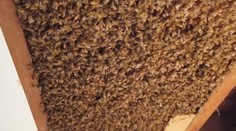 Manželom našli v strope obrovský úľ. V ňom sa skrývali desaťtisíce včiel