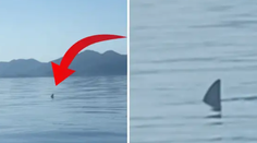 VIDEO: V Chorvátsku nakrútili žraloka. Viacerí sú presvedčení, že ide o veľmi nebezpečný druh