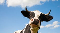 Českí veterinári našli polovicu podozrivého hovädzieho mäsa z Poľska