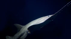 FOTO: More na Floride vyplavilo zdochlinu rekordne veľkého piliara. Išlo o gravidnú samicu