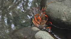 Čistá voda na Zemplínskej šírave neláka len rekreantov, teraz je plná rakov