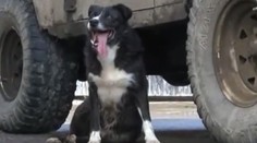 Psa predali do novej rodiny, on sa vrátil domov. Prešiel stovky kilometrov