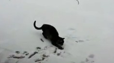 Pozrite sa, ako vystrája. Mačka videla sneh prvýkrát