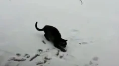 Pozrite sa, ako vystrája. Mačka videla sneh prvýkrát