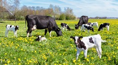 Zlodej ukradol dve kravy a teľatá. Hrozí mu až šesť rokov