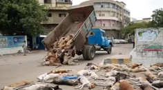 Zabijú tisíce psov. Ochranári sú zhrození, mesto hovorí o nevyhnutnosti