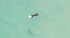 Dron zachytil stretnutie surfistu so žralokom. Takéto niečo sa nestáva často