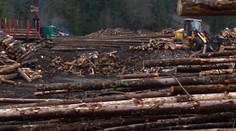 Ekologická katastrofa, aká nemá obdobu. Na vine je lykožrút, Takáč a Huliak podávajú trestné oznámenie