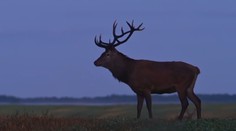 Začalo sa obdobie párenia jeleňov. Na cestách pred nimi treba byť obzvlášť v strehu