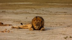 Jeden živočíšny druh stojí pred záhubou. Hrozí mu vyhynutie