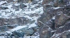 Nájdete na tejto fotografii leoparda snežného?