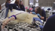 Takto blízko sa k nemu dostane málokto. Nazreli sme do ambulancie, kde vyšetrujú ľadového medveďa