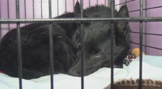 Netradičná záchranná akcia v Domaniži: Obyvatelia po tme hľadali zatúlaného psíka