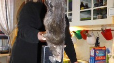 Odborníci varujú: Potkany dorastajú do obrích rozmerov, jedy nezaberajú