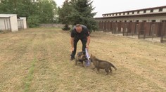 Musia byť nebojácni, zvedaví a učenliví. Navštívili sme chovnú stanicu policajných psov