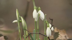 Vo februári zvyčajne vrcholí zima, v sobotu padali teplotné rekordy. Zobudili sa aj medvede v zoo