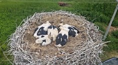 Nazreli sme do bocianích hniezd. Pod Tatrami a na Spiši hovoria o plodnom roku