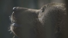 Po medveďovi, ktorý vo Višňovom napadol dvoch mužov, sa zľahla zem