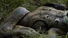 Je to vonku! Video, ako sa muž nechal zožrať zaživa hadom
