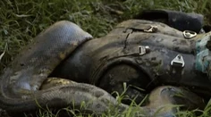 Je to vonku! Video, ako sa muž nechal zožrať zaživa hadom