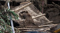 Tbilisi: Tiger, ktorý ušiel počas záplav zo ZOO, zabil človeka