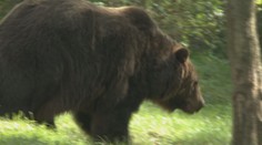 Postreleného medveďa, ktorý pri Žiline napadol mužov, stále nenašli. Ľudia sa boja