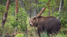 Školáčku usmrtil medveď pri smetisku. Bola tak zohavená, že ju ani otec nespoznal