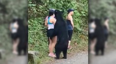 VIDEO: Turisti narazili na medveďa. Najodvážnejšia žena si s ním urobila selfie