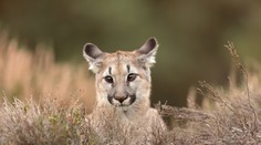 V okolí Prahy sa pohybuje mláďa pumy, utieklo zo zooparku