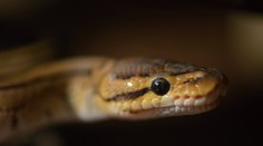 Chúďa žena! Had jej vliezol do chúlostivého otvoru