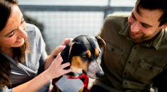 Majitelia psov sa môžu radovať. Štúdia ukazuje, že majú výrazne nižšie riziko úmrtia