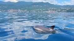 Delfíny pri Chorvátsku sa správajú veľmi neobvykle. Vedci varujú ľudí, aby sa k nim nepribližovali