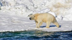 Na Aljaške útočil ľadový medveď. Usmrtil ženu a chlapca
