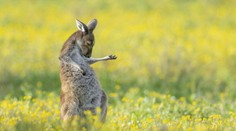 FOTOGALÉRIA: Najzábavnejšie momenty z ríše zvierat. Obľúbená súťaž spoznala finalistov