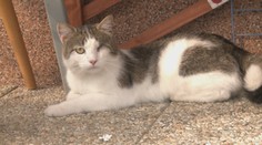 Vo Veľkom Šariši niekto strieľa po mačkách. Mnohé sú zranené, iné to neprežili