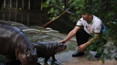 Mláďa hrocha sa stalo fenoménom. Je inšpiráciou pre oblečenie aj kozmetiku
