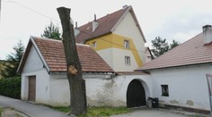 Zmrzačená lipa budí verejné pohoršenie už dva mesiace. Orezali ju tak, že sa nespamätala