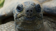 Korytnačka spôsobila železniciam nemalé problémy. Vyliezla na koľajnice a nedovolila vlakom pokračovať v jazde