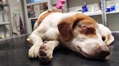 Ľudská krutosť nemá hranice. Oskarovi niekto vypálil oči žieravinou