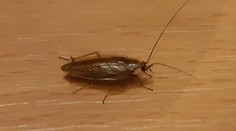 Bratislavské internáty zamorili šváby. Odborník však zdôrazňuje dôležitú vec